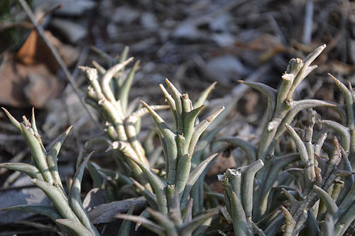 Pachycymbium keithii (R.A.Dyer) L.C.Leach 2