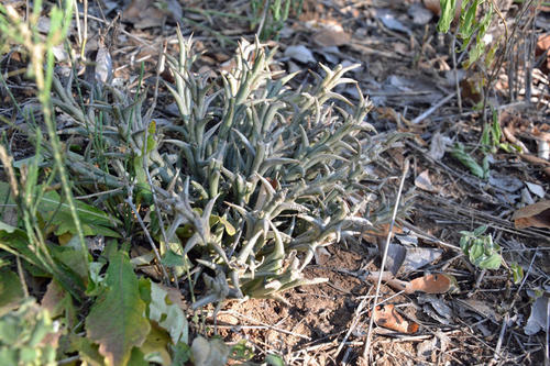 Ceropegia rogersii
