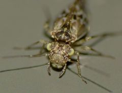 Diademadrilus annulatus