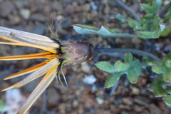 Gazania heterochaeta