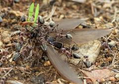 Anoplolepis custodiens