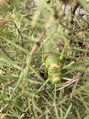 Steropleurus andalusius