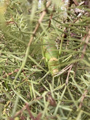 Steropleurus andalusius