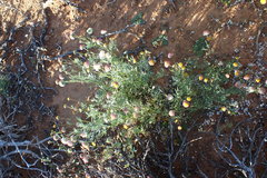 Lasiospermum brachyglossum