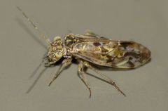 Diademadrilus annulatus