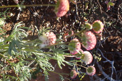 Lasiospermum brachyglossum