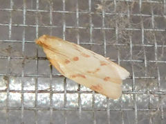 Clepsis pallidana