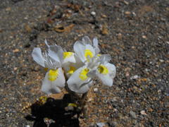Moraea serpentina