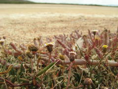 Poecilolepis maritima