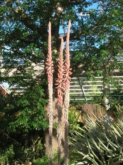 Aloe comosa