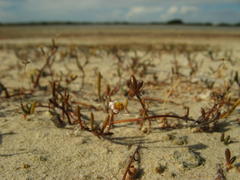 Poecilolepis maritima
