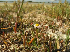 Poecilolepis maritima