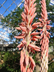 Aloe comosa