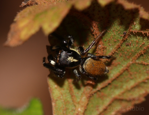 Pachomius misionensis