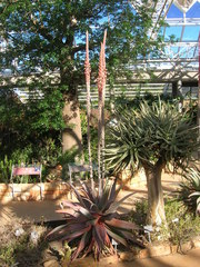 Aloe comosa