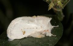 Naroma varipes