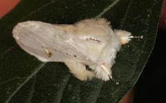 Naroma varipes