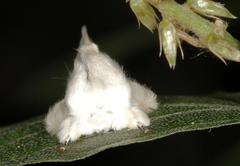 Naroma varipes