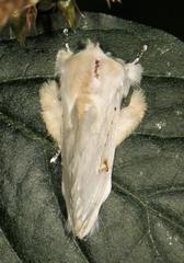 Naroma varipes