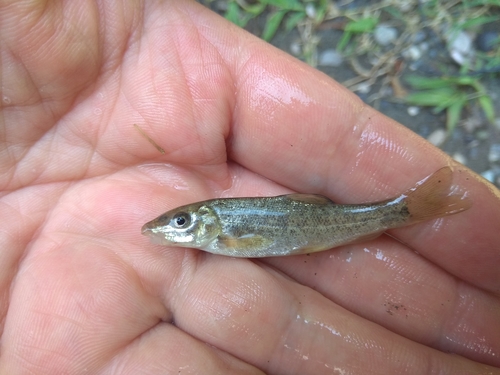 Crimean barbel (Barbus tauricus) — Cyprinidae