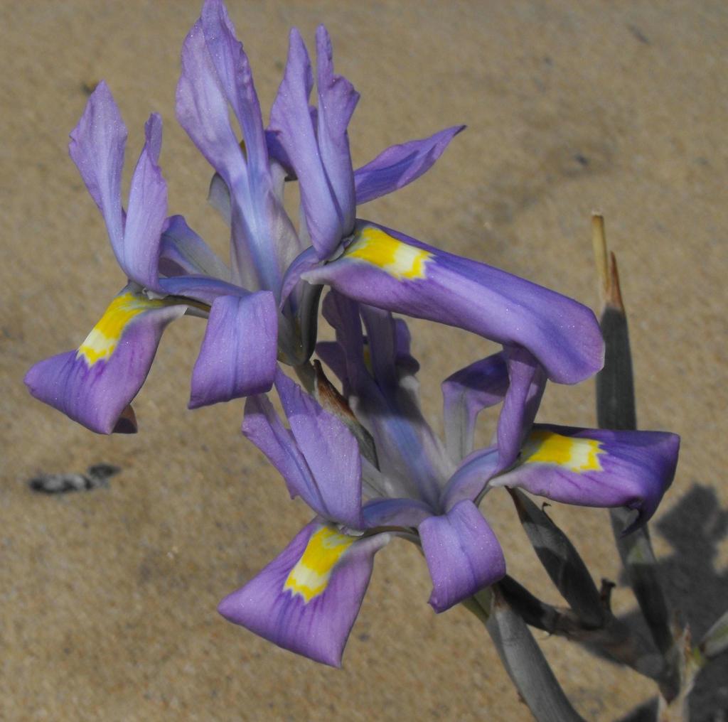 Namib Tulp