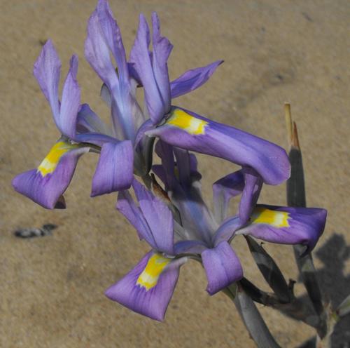 Namib Tulp (Moraea namibensis)
