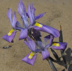 Moraea namibensis