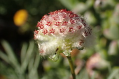 Lasiospermum brachyglossum