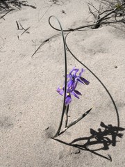 Moraea namibensis