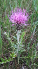 Cirsium flodmanii
