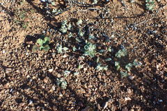 Helichrysum leontonyx