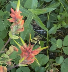 Bombus fervidus