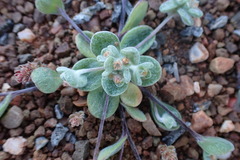 Helichrysum leontonyx