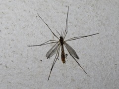 Ptychoptera albimana