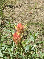 Bombus fervidus