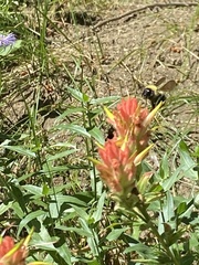 Bombus fervidus