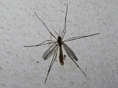 Ptychoptera albimana