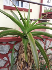 Aloe vaombe