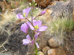Cleome oxyphylla oxyphylla