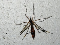 Ptychoptera albimana