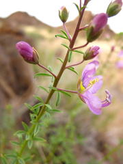 Cleome oxyphylla oxyphylla