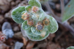 Helichrysum leontonyx