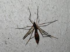 Ptychoptera albimana