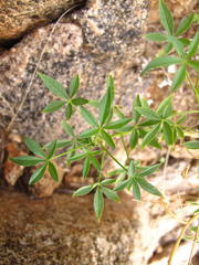 Cleome oxyphylla oxyphylla