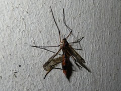Ptychoptera albimana