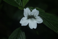 Ruellia tubiflora