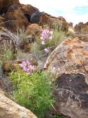Cleome oxyphylla oxyphylla