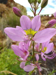 Cleome oxyphylla oxyphylla
