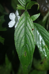 Ruellia tubiflora