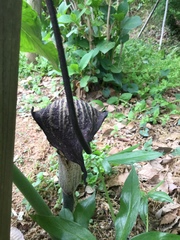 Arisaema thunbergii urashima